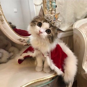 Создать мем: кошка, котики смешные, кошка в короне