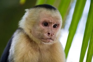 Create meme: monkey Capuchin, Capuchin