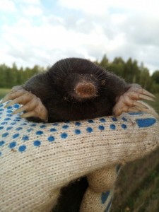 Create meme: Mole, mole, mole and mole rat differences