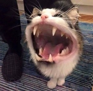 Create meme: Kote, screaming cat
