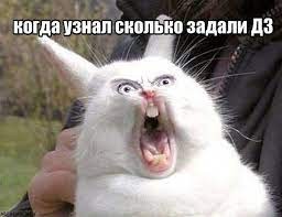 Создать мем: кролик смешной, смешной заяц, орущий заяц