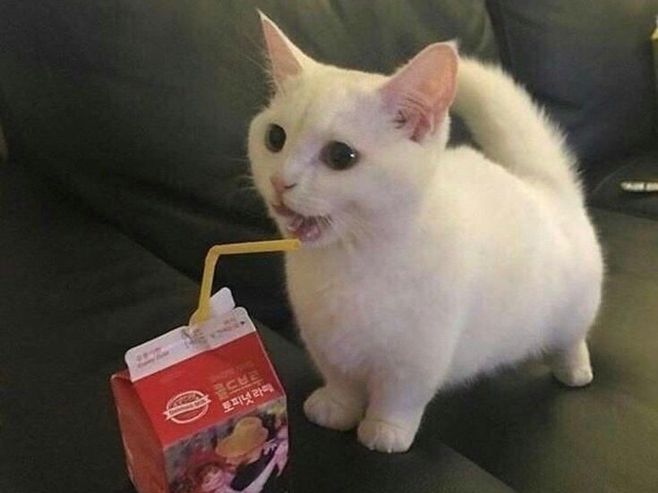 Create meme: cat , cat with juice, kitten piccha