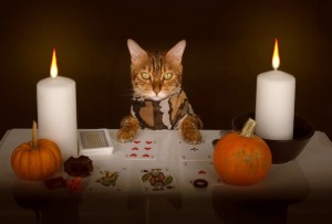 Create meme: Halloween, the cat and candle, cat with lamp