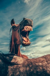 Создать мем: лошадь опасное животное, лошадь зубы, мустанг лошадь черный