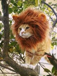 Create meme: mane, cat, lion mane