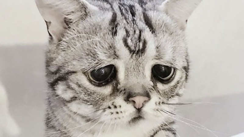 Create meme: cat sad , sad cat , sad cat breed