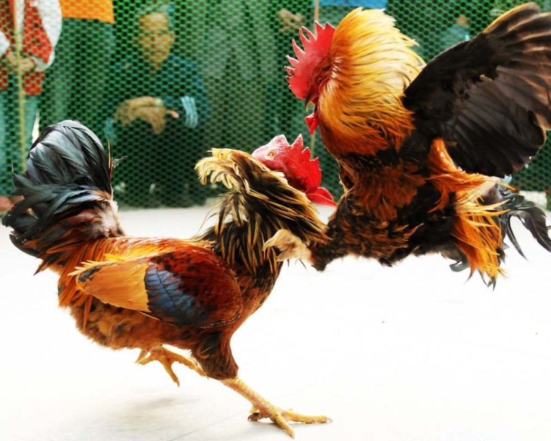 Create meme: cockfight, rooster barnyard, chicken cock 
