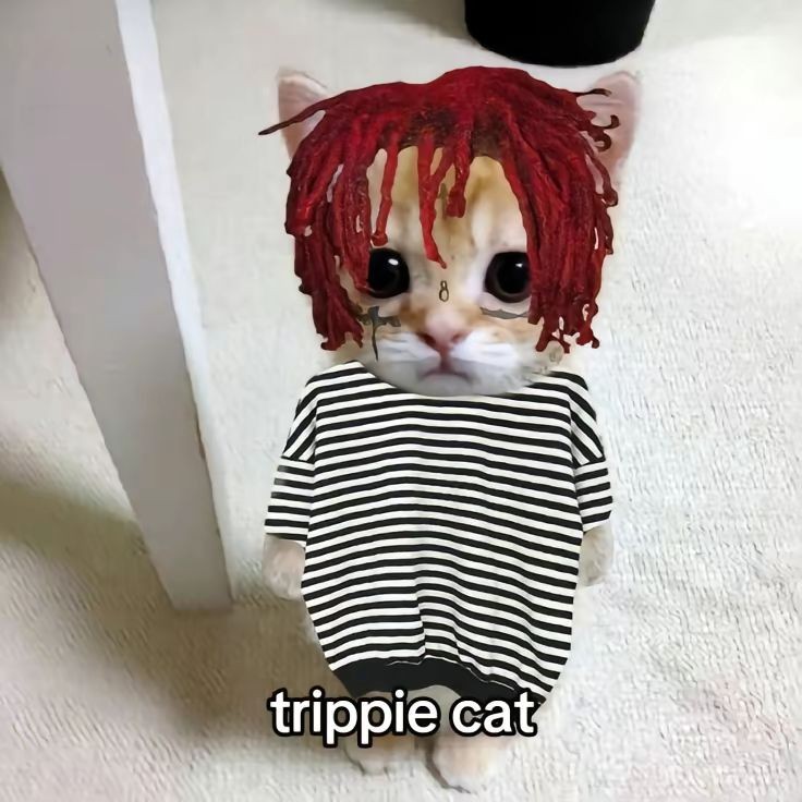 Create meme: funny cute cats, maxl the cat, The cat is a rapper