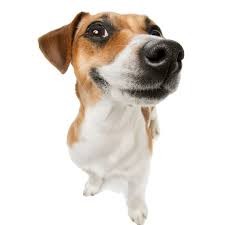 Create meme: Jack Russell, dog Jack Russell Terrier