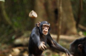 Создать мем: обезьяна макака, шимпанзе род, обыкновенный шимпанзе