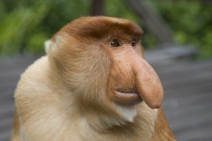 Create meme: the long-nosed monkey, a proboscis monkey, monkey nosey