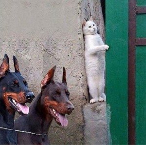 Создать мем: dog and cat, cat and dog, доберман мем