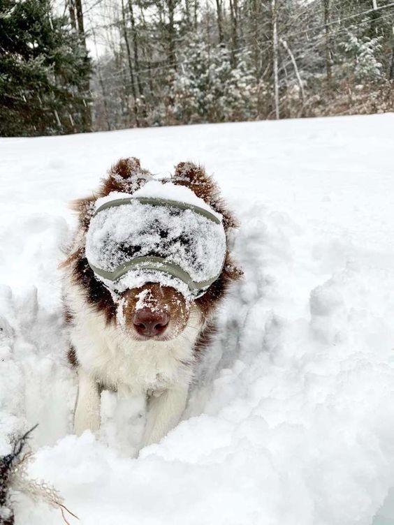 Create meme: dog in winter, animals , morning winter