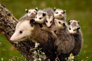 Create meme: a newborn opossum, Virginia opossum, possum animal photo