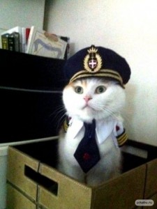 Create meme: cat, Kote, the cat captain