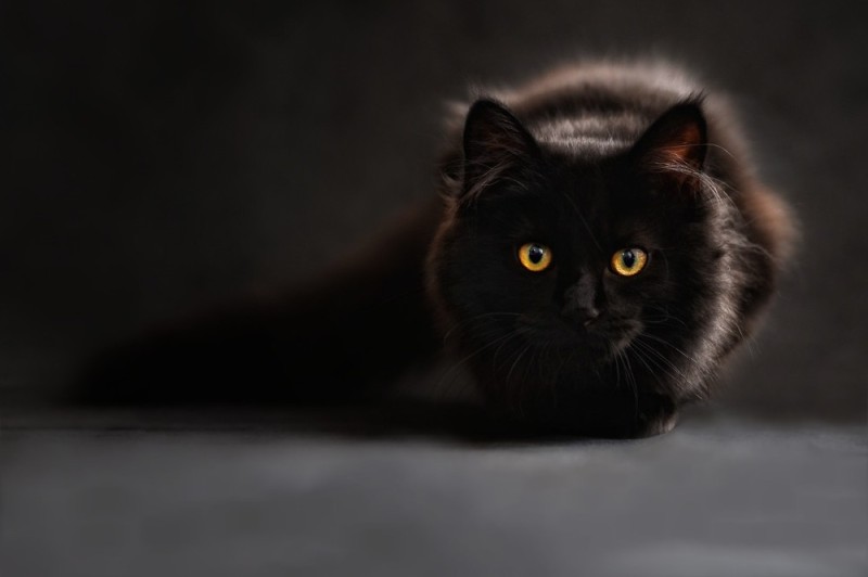 Создать мем: черная кошка красивая, милый черный кот, бирманская кошка черная