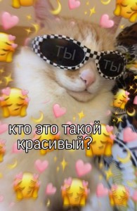 Создать мем: мемы с котами, милый текст, мемы милые