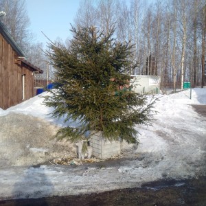 Create meme: real Christmas tree, a live Christmas tree, spruce