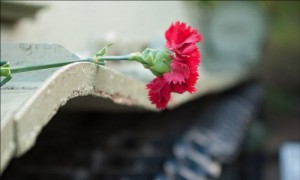 Create meme: The day of memory of victims of political repression, carnations in the snow pictures, red carnations on the barbed wire