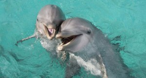 Создать мем: поплавать с дельфинами, дельфин, dolphin