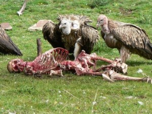 Create meme: animal maniacs, vulture, the most dangerous animals
