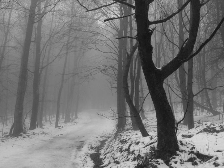 Создать мем: мрачный лес в тумане, снег лес, природа зима