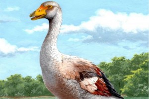 Create meme: giant, grey goose, giant bird