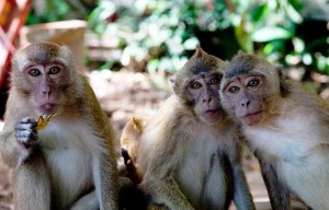 Create meme: macaque monkey, monkey