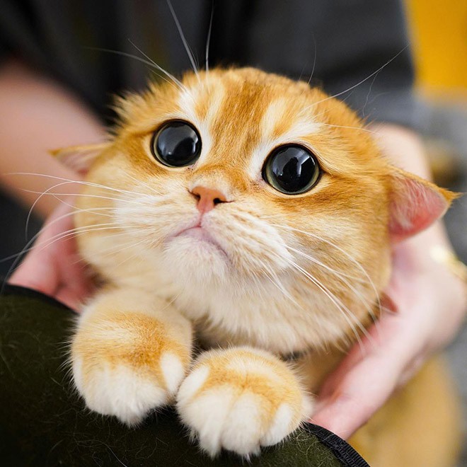 Create meme: cute cat , cute eyes, cat 