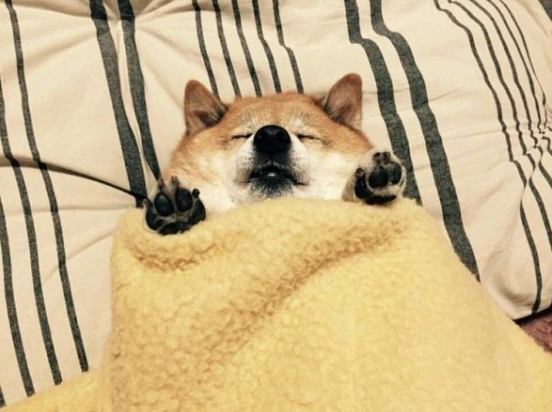 Create meme: shiba inu, shiba inu sleepy, shiba inu is sleeping