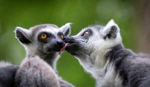 Create meme: a ring-tailed lemur, lemur