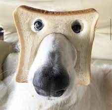 Создать мем: лютые приколы, собака хлеб, собака морда