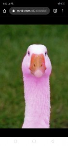 Создать мем: розовый гусь из тт, розовая утка, розовый гусь человек