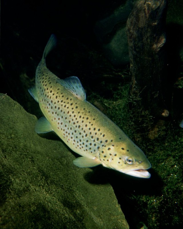 Create meme: Black Sea trout, white trout, wild trout