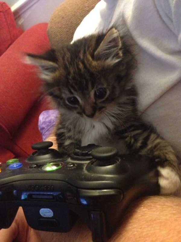 Создать мем: котик игроман, котёнок игроман, gamer cat