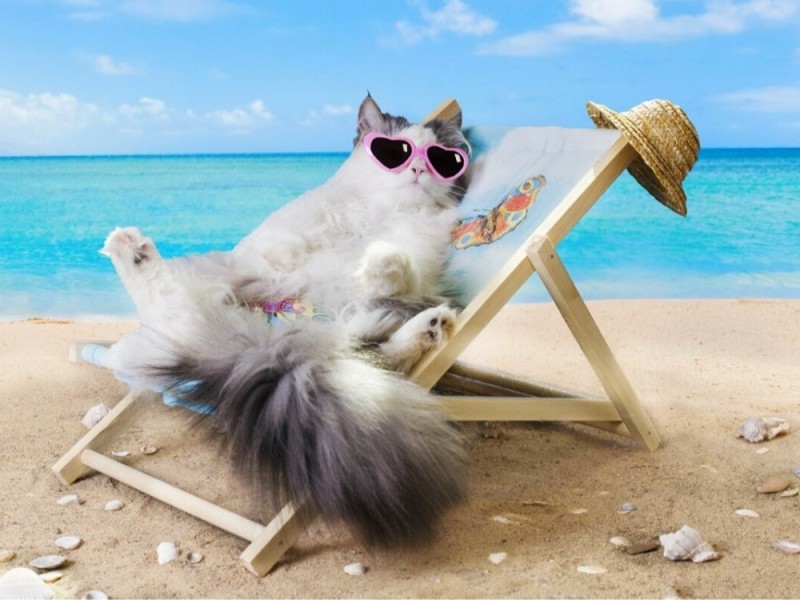 Создать мем: котик в отпуске, кот на море, котик на пляже
