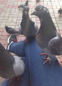 Создать мем: pigeon, слышь ты, семки есть