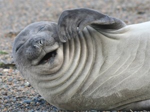 Create meme: happy seal, funny seal