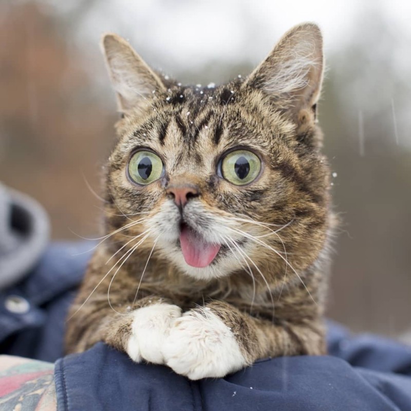Создать мем: удивленный кот, кот в шоке, lil bub кошка