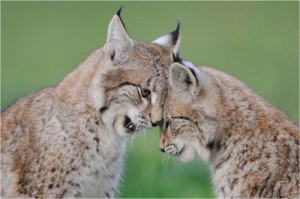 Create meme: animals, mom lynx, lynx with lynx