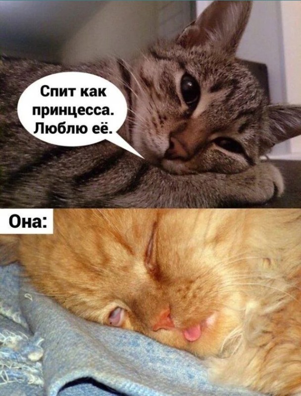 Создать мем: котик, спокойной ночи с юмором, кот