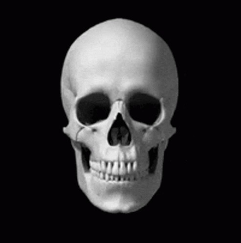 Создать мем: человеческий череп, кость черепа, скелет головы череп