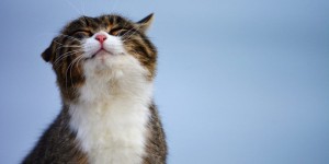 Create meme: happy cat, cat, cats