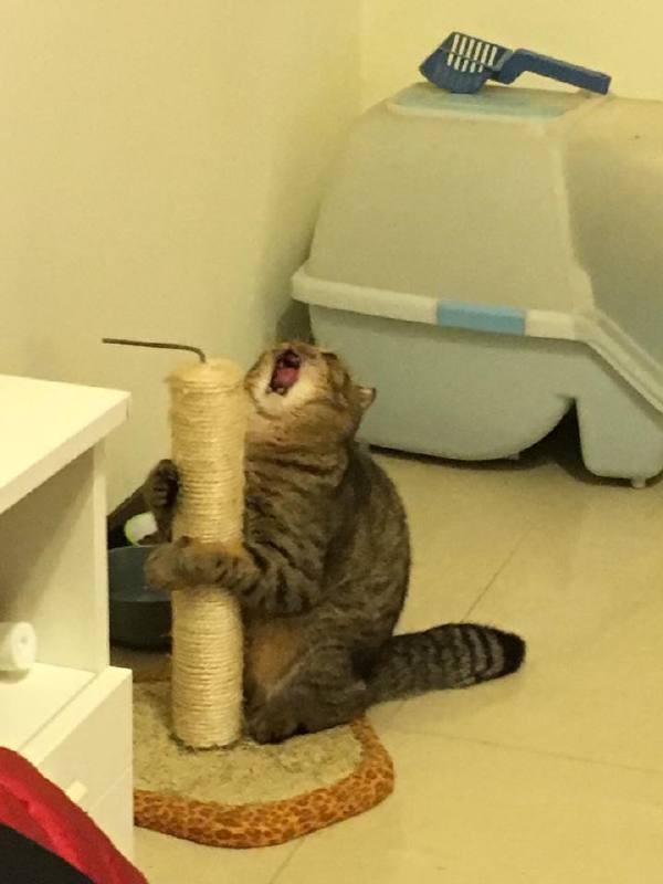 Create meme: the cat shouts from scratching, the cat yells scratching post, The cat screams scratching post