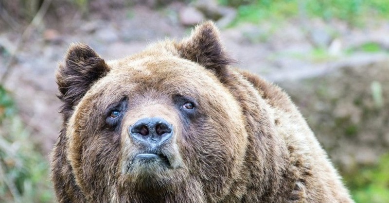 Создать мем: калифорнийский бурый медведь, бурый медведь морда, грозный медведь гризли