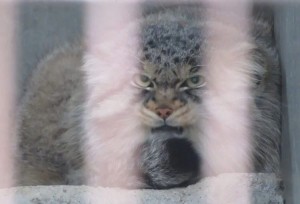 Create meme: wild cat manul, cat manul, manul