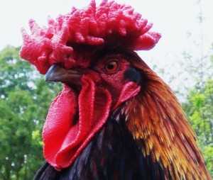 Create meme: red rooster, cock jpg, cock Wikipedia