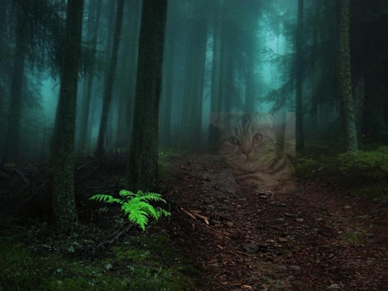 Create meme: forest , dark forest genshin, dark forest background
