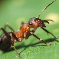 Create meme: ant , thatching ant, photos of ants