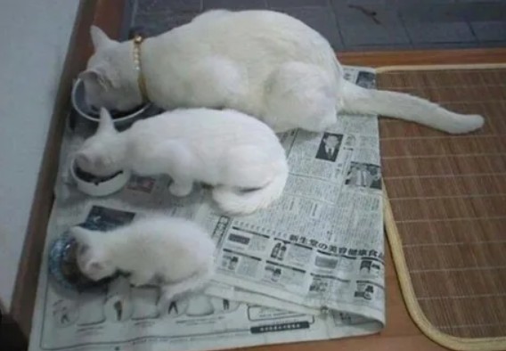 Создать мем: шотландская кошка белая только рожденная, кошка животное, белая кошка